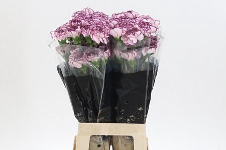 <h4>Di St Damascus</h4>