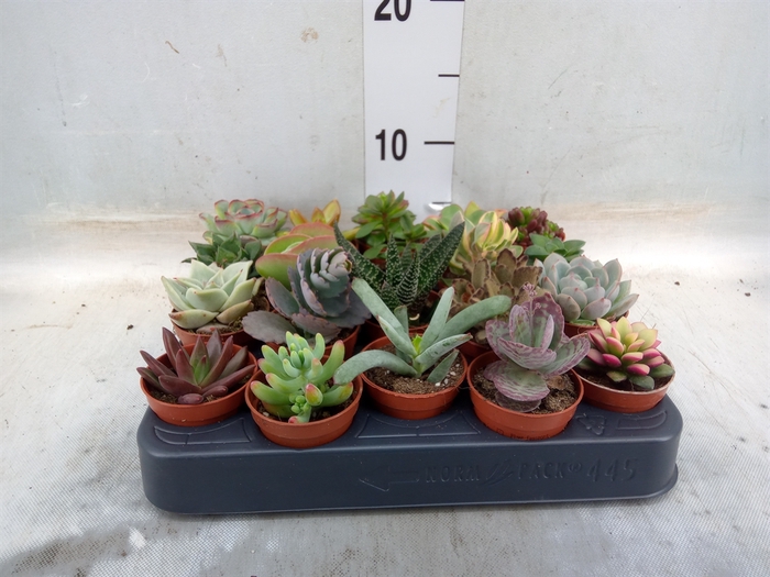 <h4>Succulents   ...mix 8</h4>