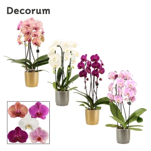 Phalaenopsis cascade 2 tak mix in Gabriël (Deco-collection)