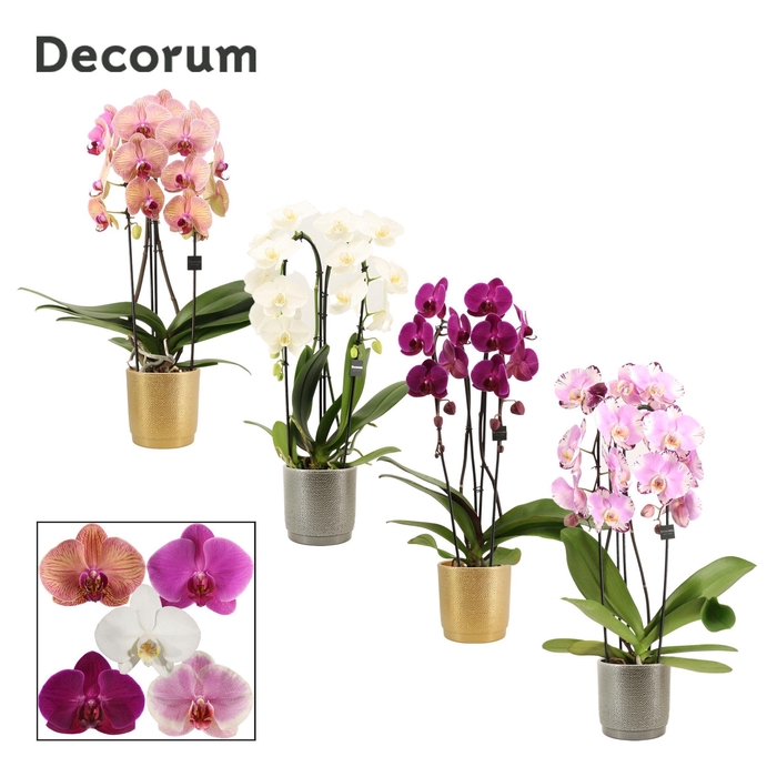 <h4>Phalaenopsis cascade 2 tak mix in Gabriël (Deco-collection)</h4>