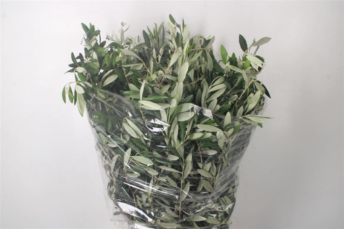 <h4>Olijf Per Bunch 400 Gram</h4>