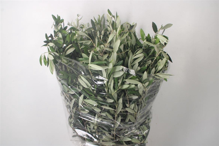 <h4>Olijf Per Bunch 400 Gram</h4>