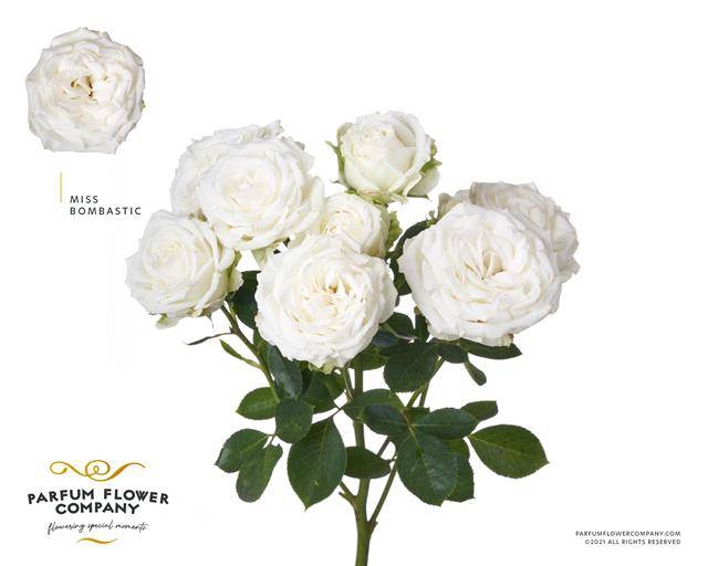 <h4>Rosa spray miss bombastic</h4>