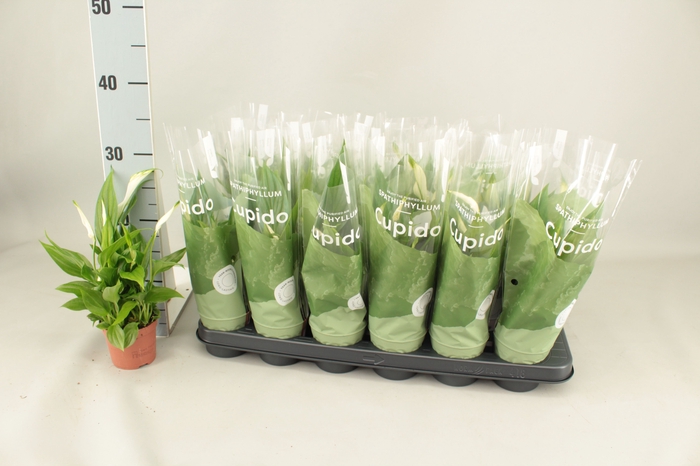 <h4>SPATH PEARL CUPIDO</h4>
