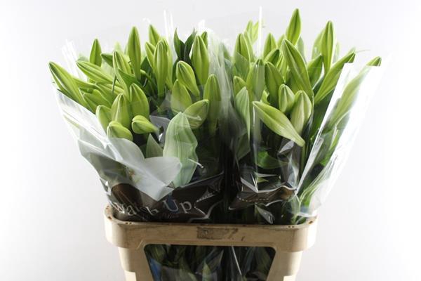 <h4>Li Lf Watch Up 3+</h4>