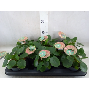Pilea peperomoides