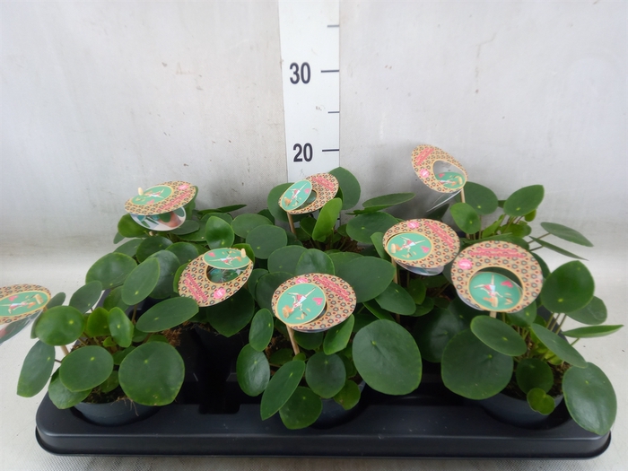 <h4>Pilea peperomoides</h4>