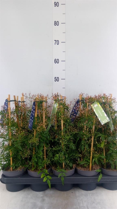 <h4>Jasminum polyanthum</h4>