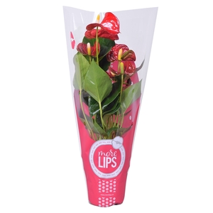 MoreLIPS® Anthurium Sierra in ShowHoes