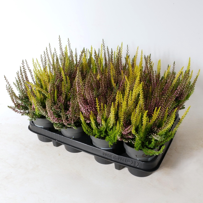 <h4>Calluna vulgaris 'Beauty Ladies' Twins P9,5</h4>