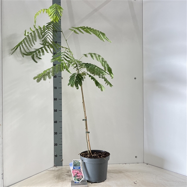 <h4>Albizia julibrissin Ombrella® ('Boubri'PBR)</h4>