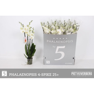 Phal Ov Wit