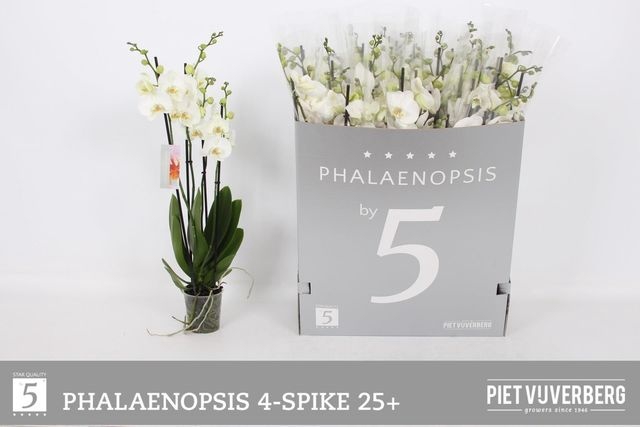 <h4>Phal Ov Wit</h4>