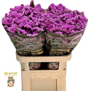 LIMONIUM SINUATUM 'RASPBERRY WINGS'