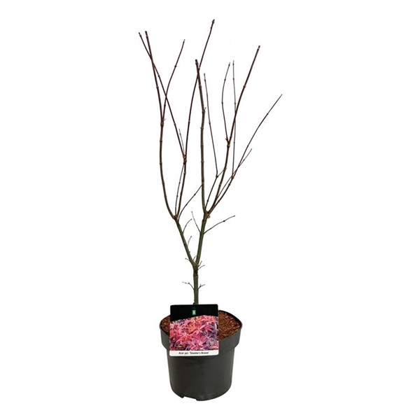 <h4>Acer pal. 'Skeeter's Broom'</h4>