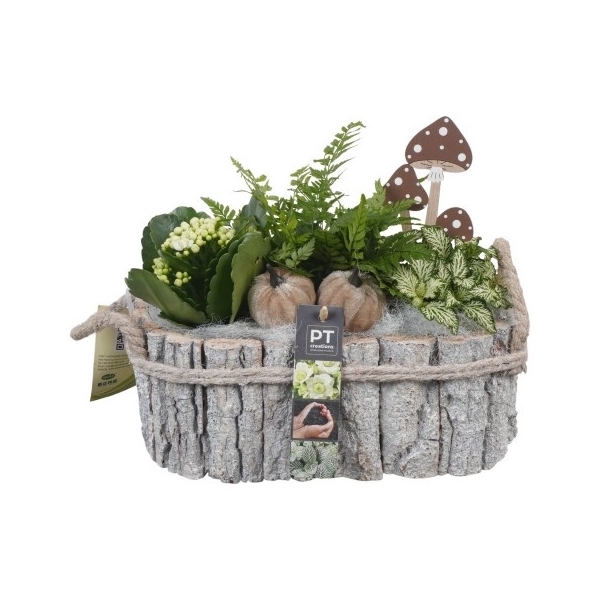 <h4>PTHI5469 Arrangement Herfst Indoor in houten pot</h4>
