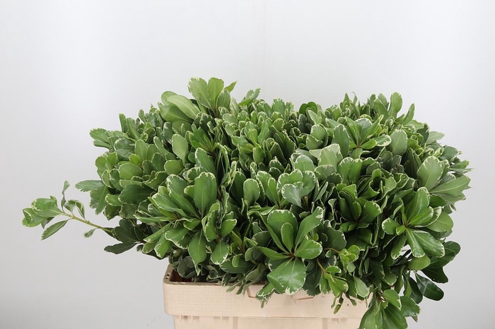 <h4>Pittosporum Ilan</h4>