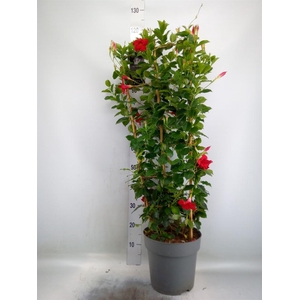 Mandevilla am. 'Sundav Red'