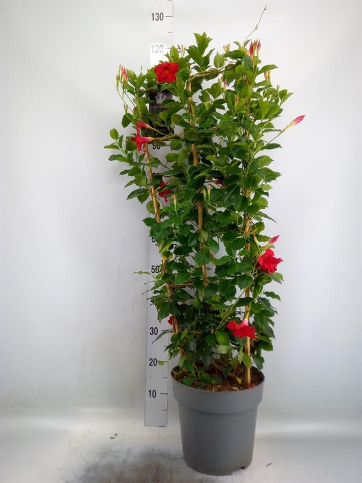 <h4>Mandevilla am. 'Sundav Red'</h4>