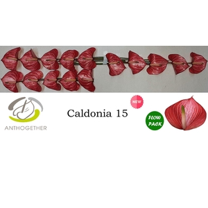 Anthurium andr. 'Caldonia'