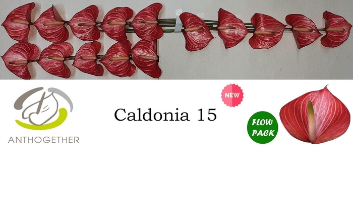 <h4>Anthurium andr. 'Caldonia'</h4>