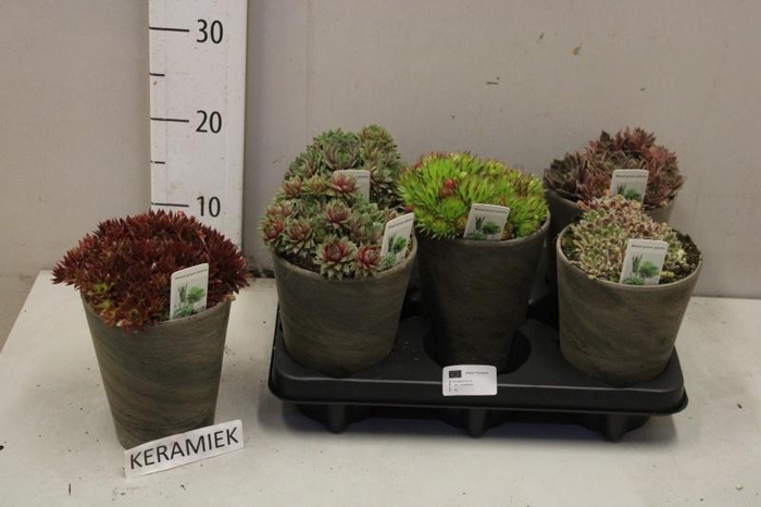 <h4>ARR SUCCULENTEN</h4>