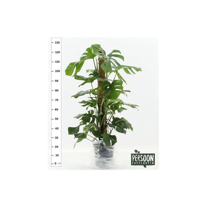 <h4>Monstera Pertusum 120cm Mos 2 Stek</h4>
