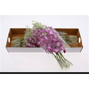 Dendr Purple