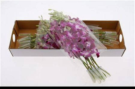 <h4>Dendr Purple</h4>
