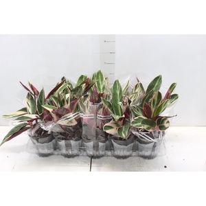 CALATHEA TRIALSTAR P12