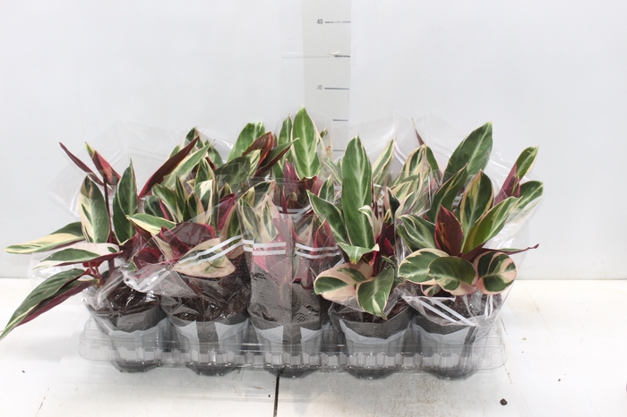<h4>CALATHEA TRIALSTAR P12</h4>