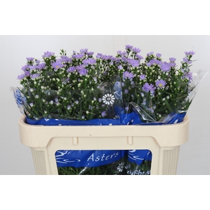 Aster Cassandra