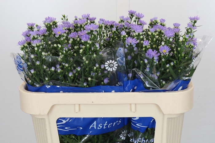 <h4>Aster Cassandra</h4>