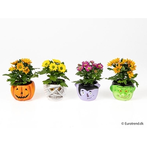 CHRYS.IND.HYBRID MINI P6 E4767 HALLOWEEN