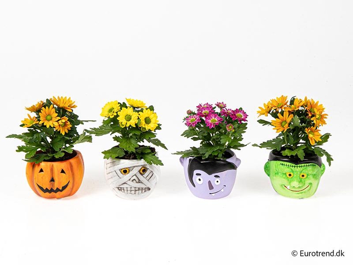 <h4>CHRYS.IND.HYBRID MINI P6 E4767 HALLOWEEN</h4>