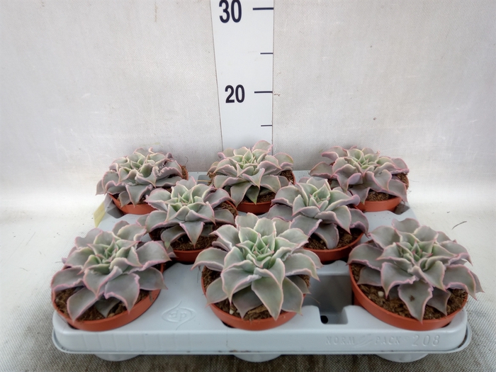 <h4>Echeveria   ...</h4>