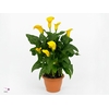 Zantedeschia yellow in P&PURE Tirza ceramics