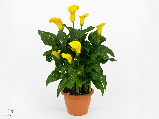 Zantedeschia yellow in P&PURE Tirza ceramics