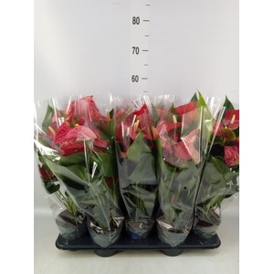 Anthurium andr. 'Karma Red'