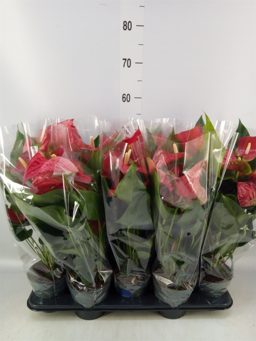 <h4>Anthurium andr. 'Karma Red'</h4>