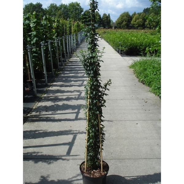 Jasminum nudiflorum cane 125-150 C12