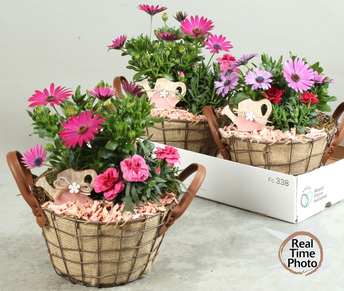 <h4>ARR TUINPLANTEN</h4>