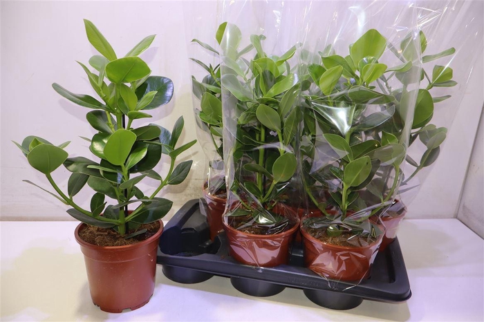 <h4>Clu Ro Princess</h4>