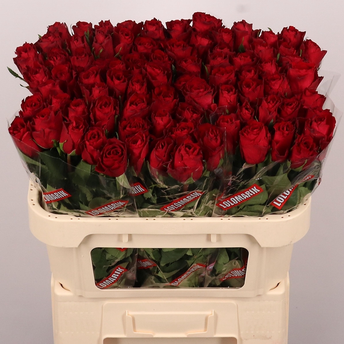 <h4>R GR MADAM RED</h4>