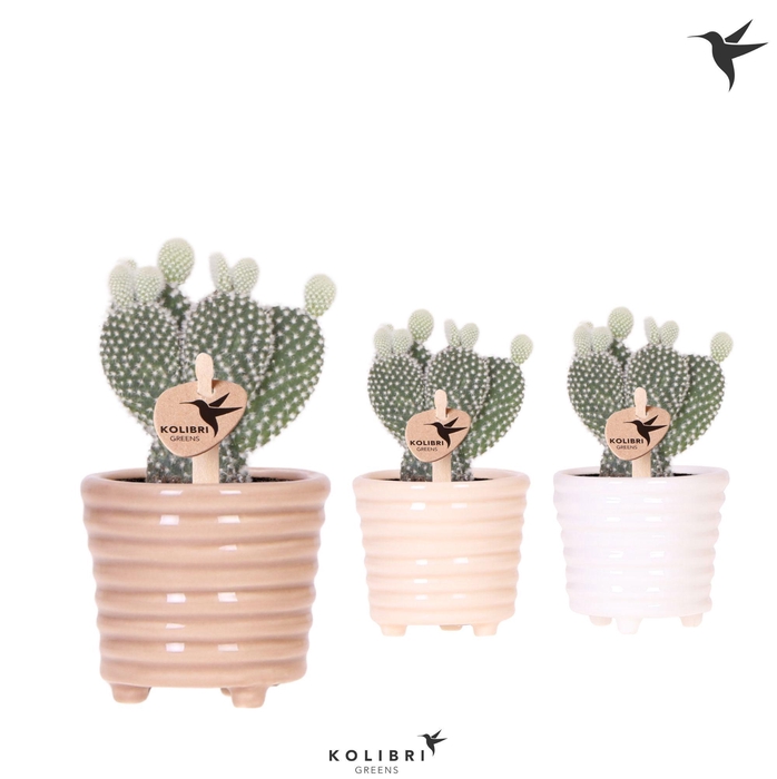 <h4>Kolibri Greens Opuntia white in Ring pot mix</h4>