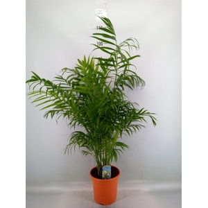 Chamaedorea elegans