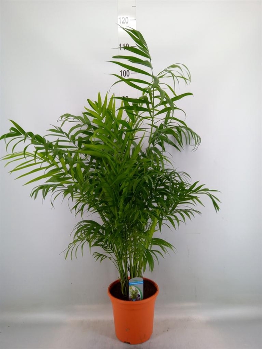 <h4>Chamaedorea elegans</h4>