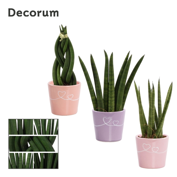 <h4>Sansevieria Cylindrica 6 cm mix in Romy (Party Love-collection)</h4>