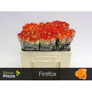 R GR FIREFOX