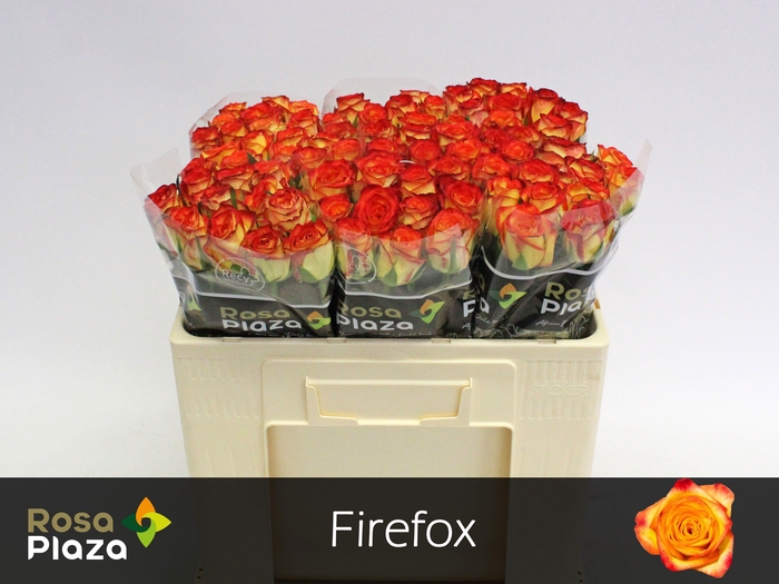 <h4>R GR FIREFOX</h4>